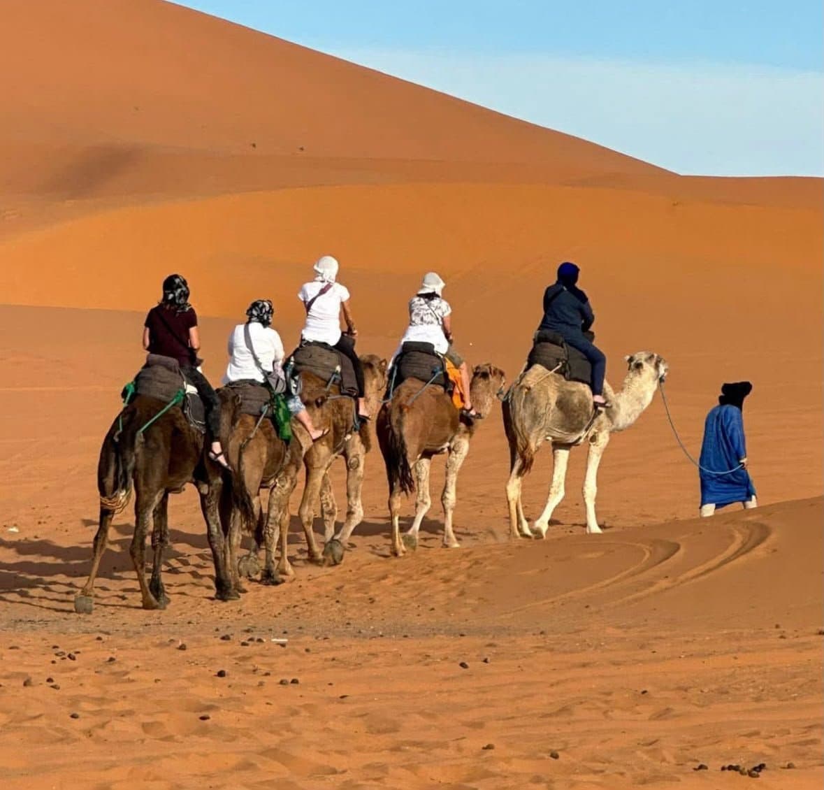 morocco camel caravan desert