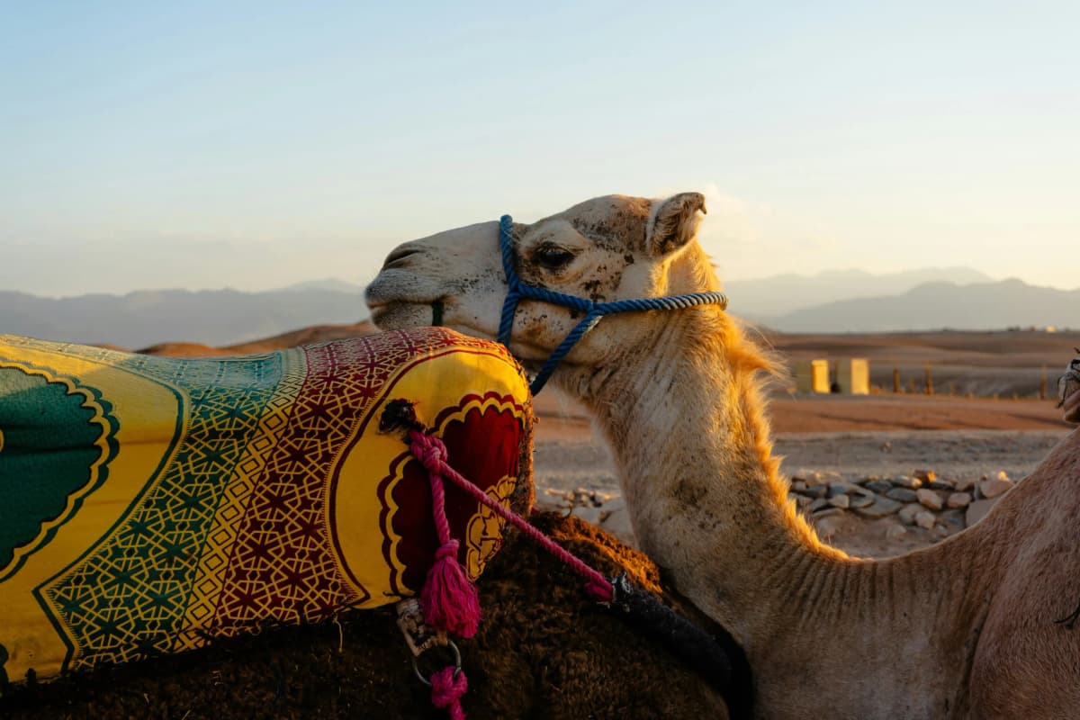 Camel ride in Agafay Desert near Marrakech Morocco